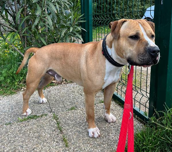 PABLO PIT CERCA CASA Foto 2